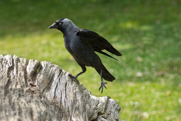 Jackdaw on a Log