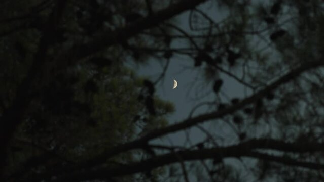 Half of the moon is visible through a coniferous tree with cones in the forest.