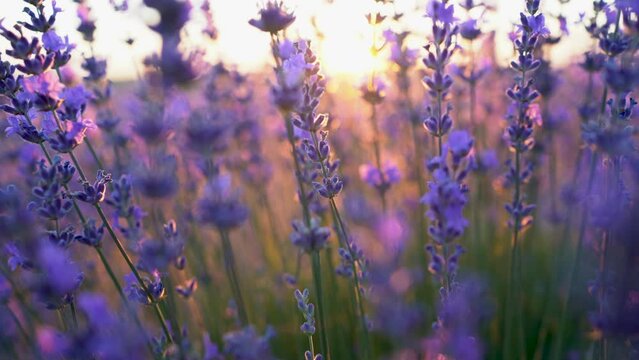 Close-up blooming lavender swaying in wind at sunset. Lavender purple aromatic flowers at lavender fields of the french Provence. Nature