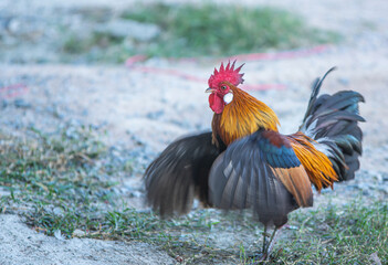jungle fowl