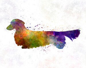 Dachshund Long Haired in watercolor