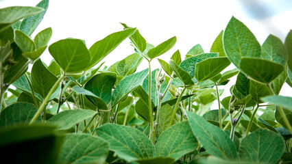 Soybean plants in a field close-up in bright sunlight. Banner of agricultural field with soy