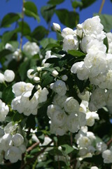 close-up of a sweet mock-orange, hydrangeaceae