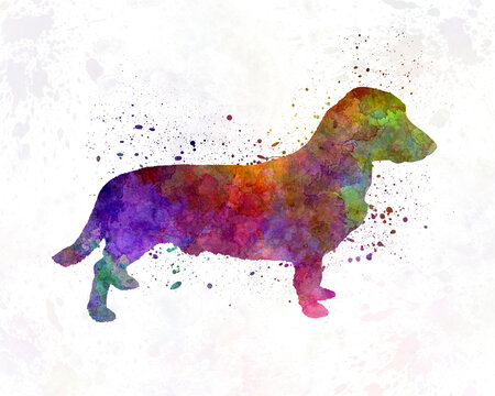 Drever in watercolor