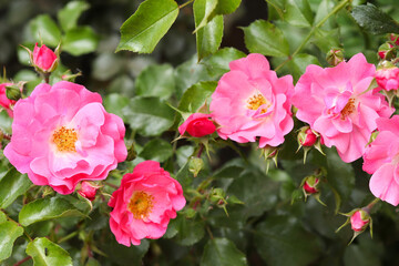 Floral natural pattern with blooming wild rose bush - dog rose or Rosa canina. Selective focus, close-up