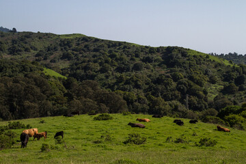 tilden trail