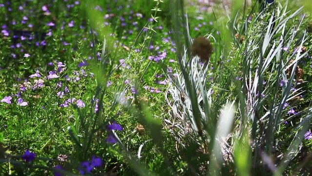 Beautiful full HD footage of Snakebush Hemiandra Pungens at early morning sunrise at King park botanic garden Perth Western Australia