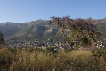 pine tree in the mountains