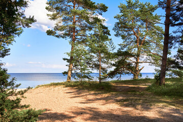 sea sky clouds forest dune zone baltic