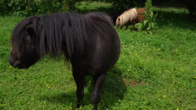 Shetland Ponies Grazing On Spring Meadow Landscape On Countryside. Close Up