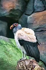 Vulture portrait. Colorful plumage of vulture. big bird. Taken in a park. Animal