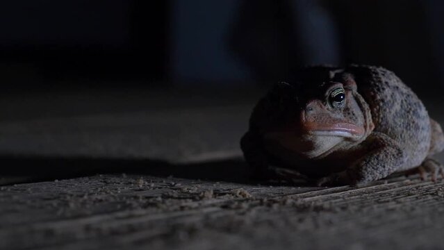 Southern Toad grabs a meal worm with it's tongue in real time, then swallows and puffs up