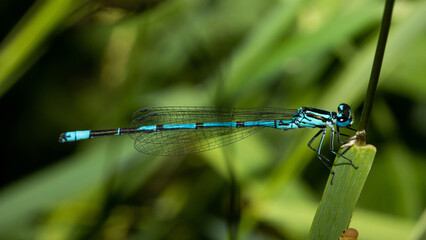 Libelle