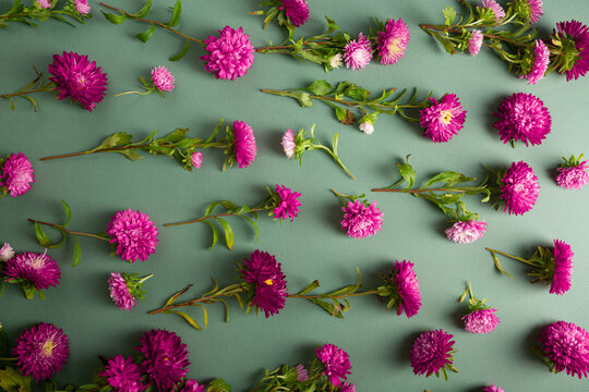 Overhead View Of Daisy Red Flowers On Green Surface Blossom  Pattern