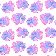 Fototapeta na wymiar Betta splendens seamless pattern. Hand drawn illustration. Fighting fish. Blue and pink. Color sketch. Colored pencil drawing.