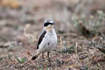 Obraz premium Male northern wheatear (Oenanthe oenanthe) photographed on the ground and slanting branches in close-up against a uniform blurred background