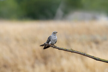 A male common cuckoo sits on a slanted branch and lekking against a beautiful blurred beige background. Close-up detailed photos