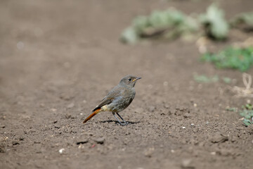 Close-up of a young common redstart (Phoenicurus phoenicurus) standing on the ground and looking at the photographer. Close-up photo with plumage details