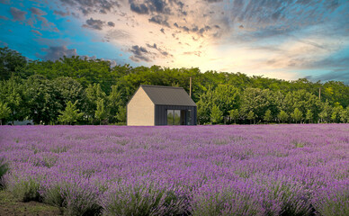 Fototapeta na wymiar Plantations of lavender were photographed at different times of the day in different light. Panoramas and regular photos.