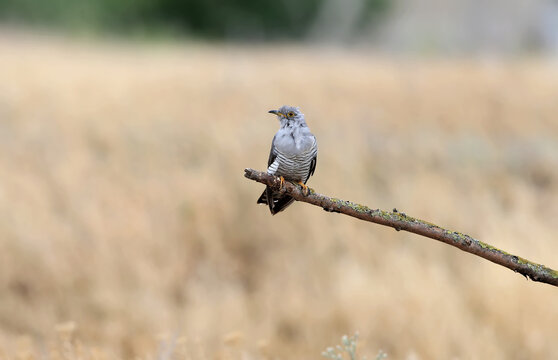 A male common cuckoo sits on a slanted branch and lekking against a beautiful blurred beige background. Close-up detailed photos