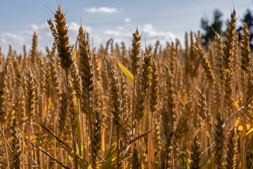 wheat field in summer in July
