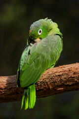Southern Mealy Amazon - Amazona farinosa, beautiful colored parrot from South American forests and woodlands, Amazonia, Brazil.