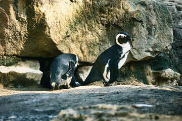 Penguin on rocks. Small water bird. Black and white plumage of sea bird. Animal