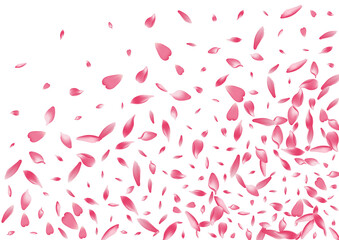 Color Sakura Petal Vector White Background.