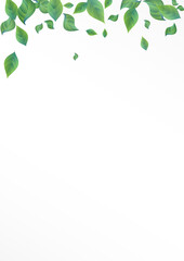 Swamp Leaf Abstract Vector White Background