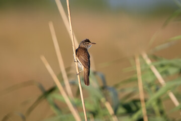 Male great reed warbler (Acrocephalus arundinaceus) close-up shot on a reed during lekking in soft morning light