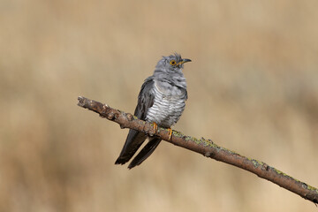 A male common cuckoo sits on a slanted branch and lekking against a beautiful blurred beige background. Close-up detailed photos