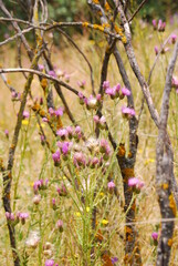 Thistle wild field. Pink thistle flowers. The thistle is the symbol of Scotland. Meadow.