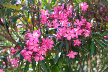Nerium oleander in bloom, pink flowers and green leaves