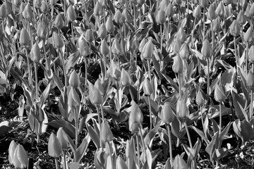 Obraz premium grass and flowers