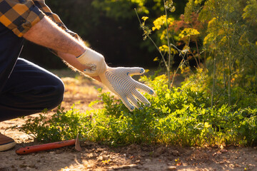Spring. A man gardener puts on gloves to weed the herb beds in the backyard. Hands close-up. The concept of gardening and horticulture