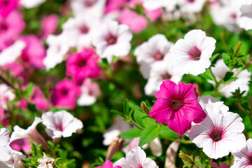 Pink and white surfinia or petunia flowers in bloom. Colorful flowers, gardening.