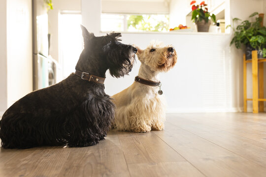 Black and white scottish terriers looking up while sitting on hardwood floor at home
