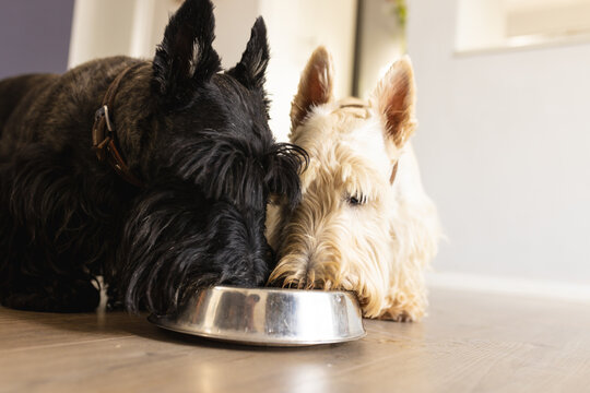 Black and white scottish terriers eating food from pet bowl on hardwood floor at home