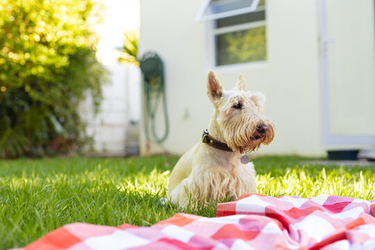 White scottish terrier sitting on grassy land by checked patterned blanket against house in yard