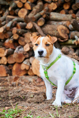 Purebred Parson Russell Terrier poses in front of a wall of chopped firewood
