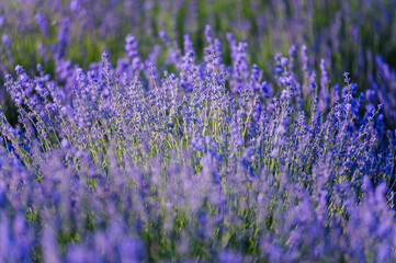 Fototapeta na wymiar Lavender field. Purple flowers on the field. Provence