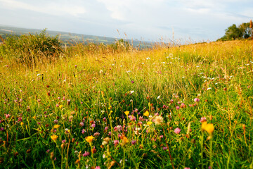 Close up of wildflowers growing in a field