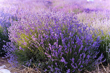 Lavender field. Purple flowers on the field. Provence