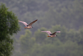 Black Crowned Night Herons in Flight