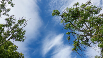 Laubbaum unter weißblauem Himmel in Bayern