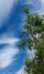 Laubbaum unter weißblauem Himmel in Bayern