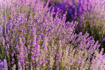 Naklejka premium Lavender field. Purple flowers on the field. Provence