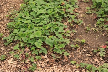 Field of strawberry plants.