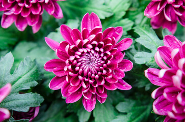 Chrysanthemum flowers bloom in autumn in the chrysanthemum garden. Beautiful purple chrysanthemum flowers close up.