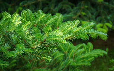 Korean fir Abies koreana close-up of bright young green needles on the branch on blurred green background in spring garden. Selective focus. Nature concept for design with place for your text